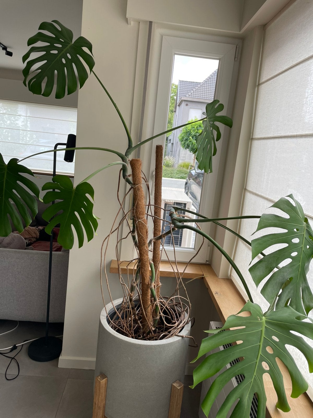 Monstera, Groene kamerplant, Ophalen, In pot, 150 tot 200 cm
