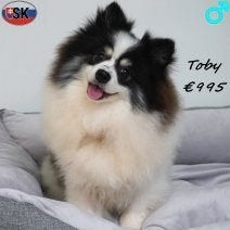 Toby, élégant Spitz tricolore à vendre, 15 semaines à 1 an, Commerçant, Loulou, Chien (mâle)