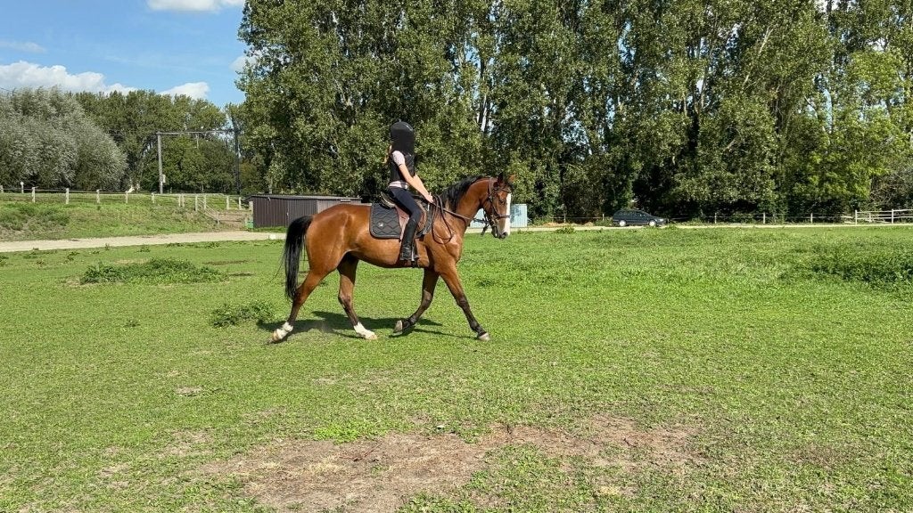 Toffe 4-jarige ruin, Dieren en Toebehoren, Gechipt, Ruin, Zadelmak, 3 tot 6 jaar