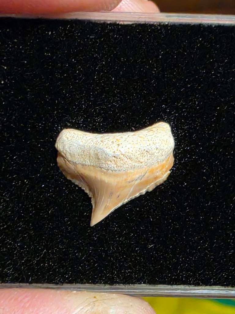 Top kwaliteit posterior angu megalodon uit Peru, Verzamelen, Ophalen of Verzenden, Fossiel