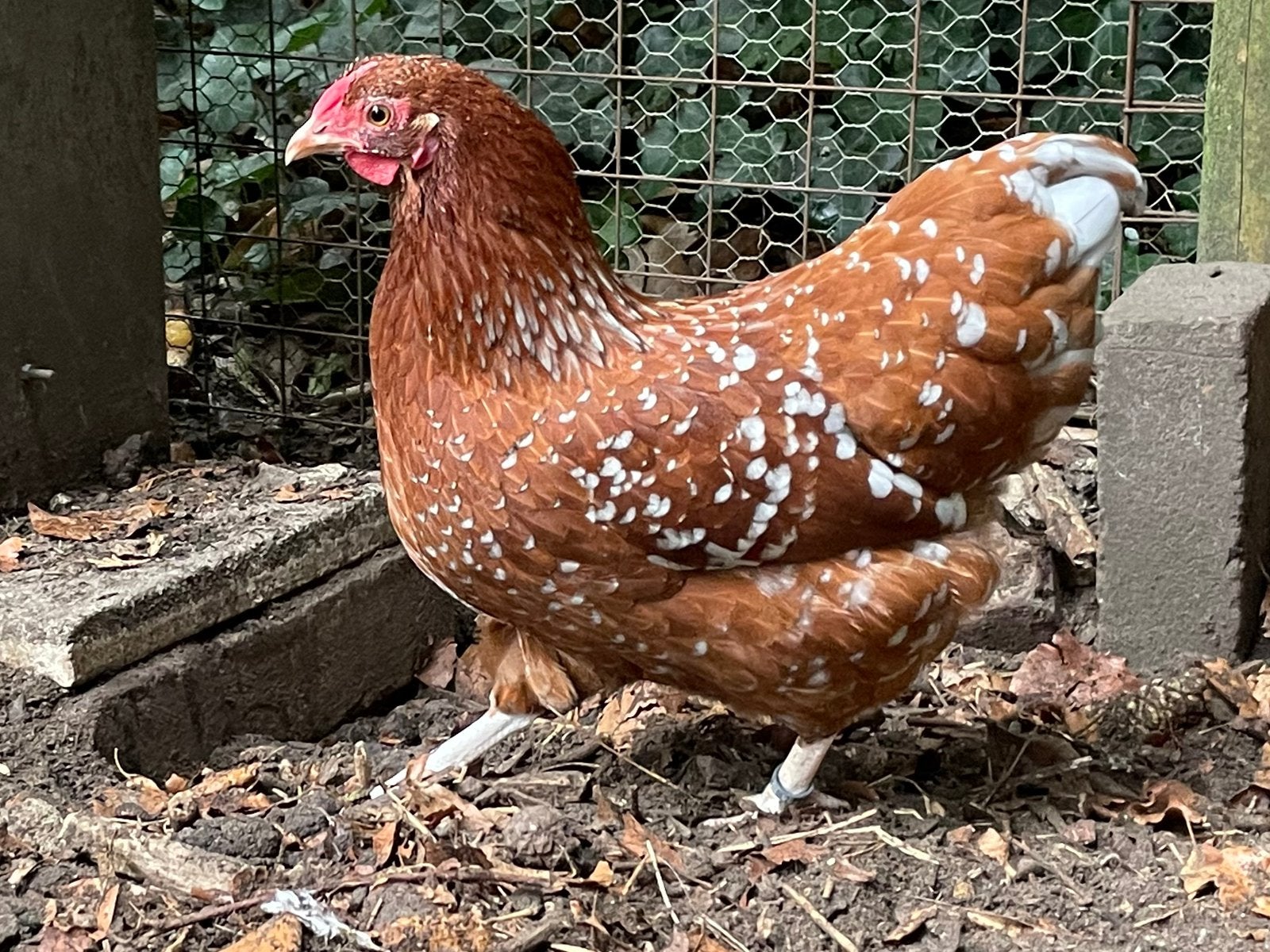 Wyandotte krielen, Dieren en Toebehoren, Vrouwelijk, Kip
