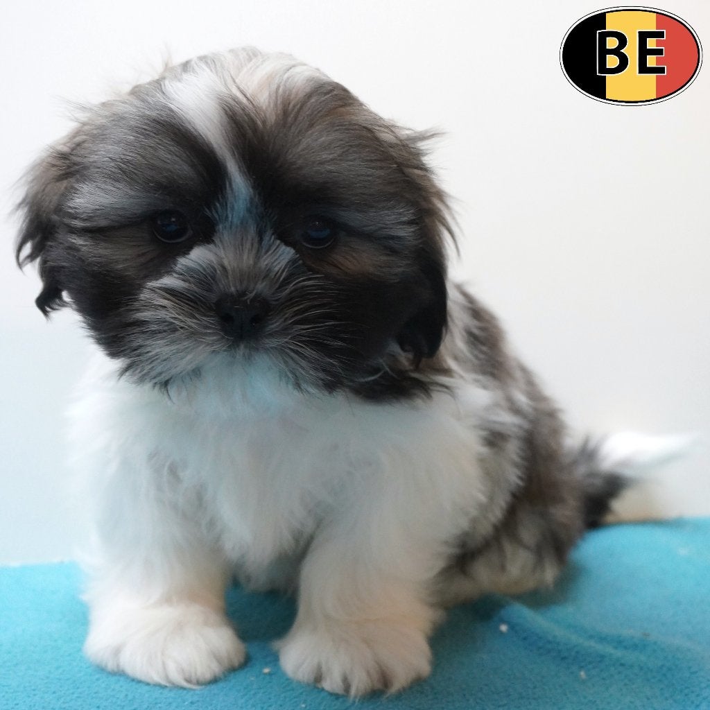 Lhasa Apso pups te koop (Belgisch, reutjes), Dieren en Toebehoren, Honden | Chihuahua's en Gezelschapshonden, Reu, Overige rassen