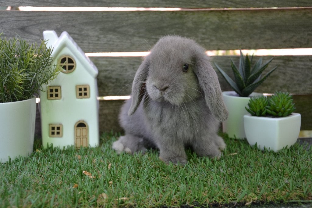 Minilop hangoor konijn kleur blauw, Dieren en Toebehoren, Konijnen, Mannelijk, Dwerg, Hangoor, 0 tot 2 jaar