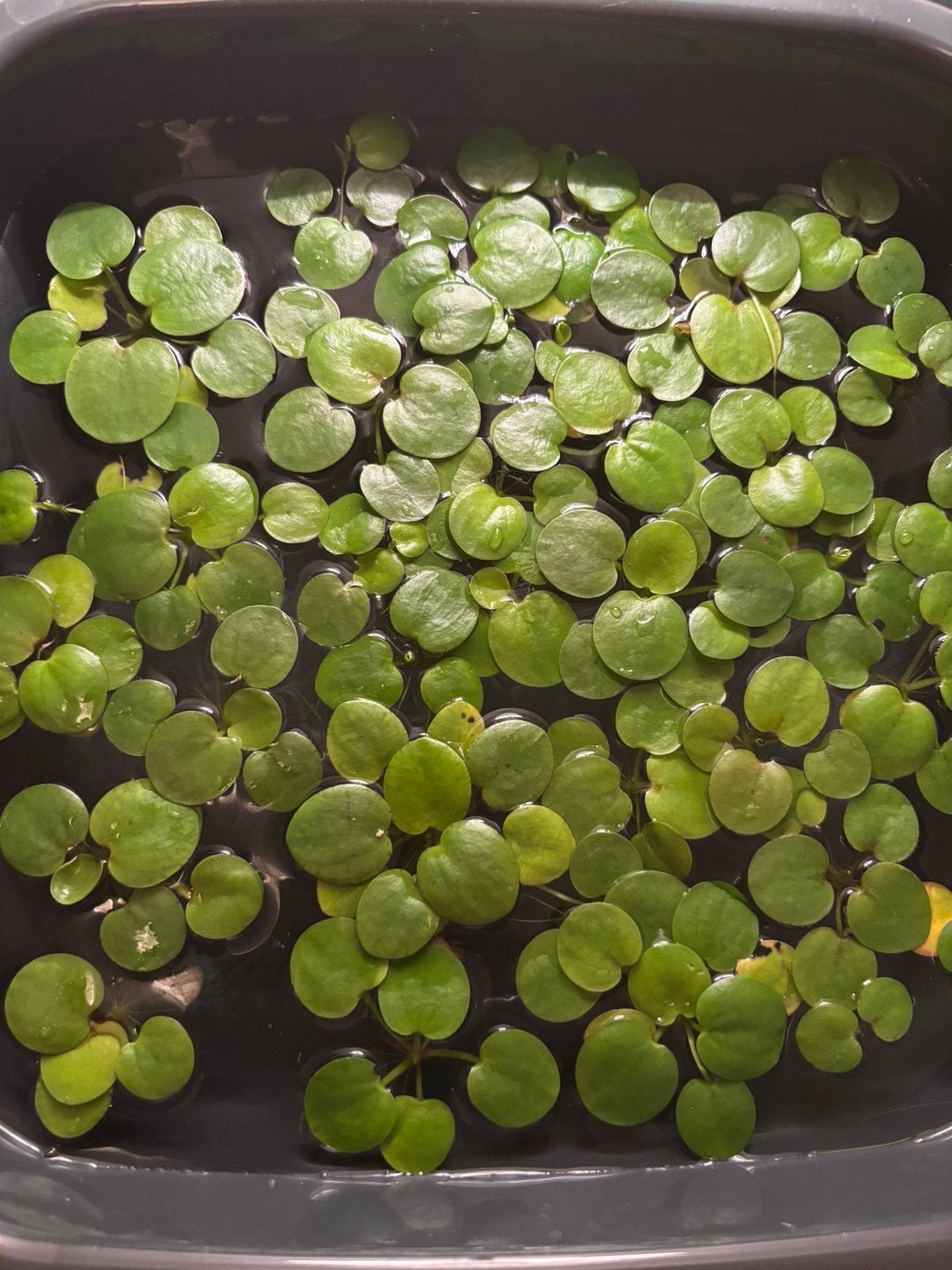 Gratis jonge kikkerbeetplantjes, Ophalen, Nieuw, Plant(en), Steen of Hout