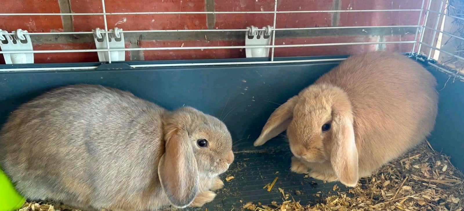 nederlandse hangoor, Dieren en Toebehoren