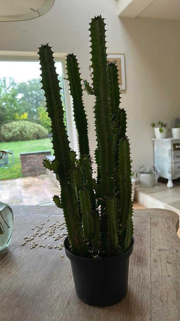 Cactus Euphorbia trigona, Huis en Inrichting, Kamerplanten, Cactus, Ophalen