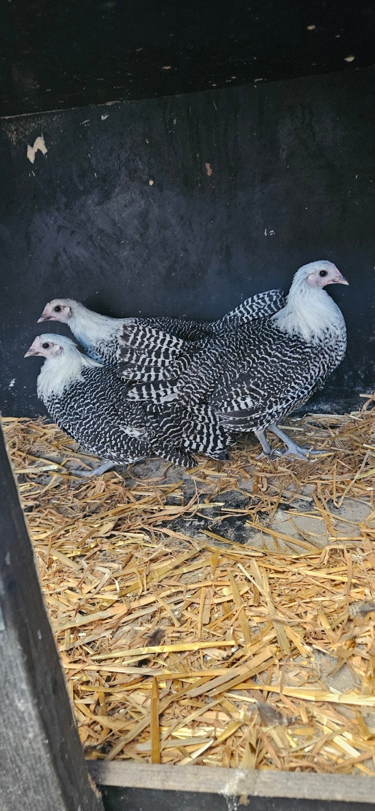 3 zilverbrakel hennen van april voor 70 euro samen, Dieren en Toebehoren