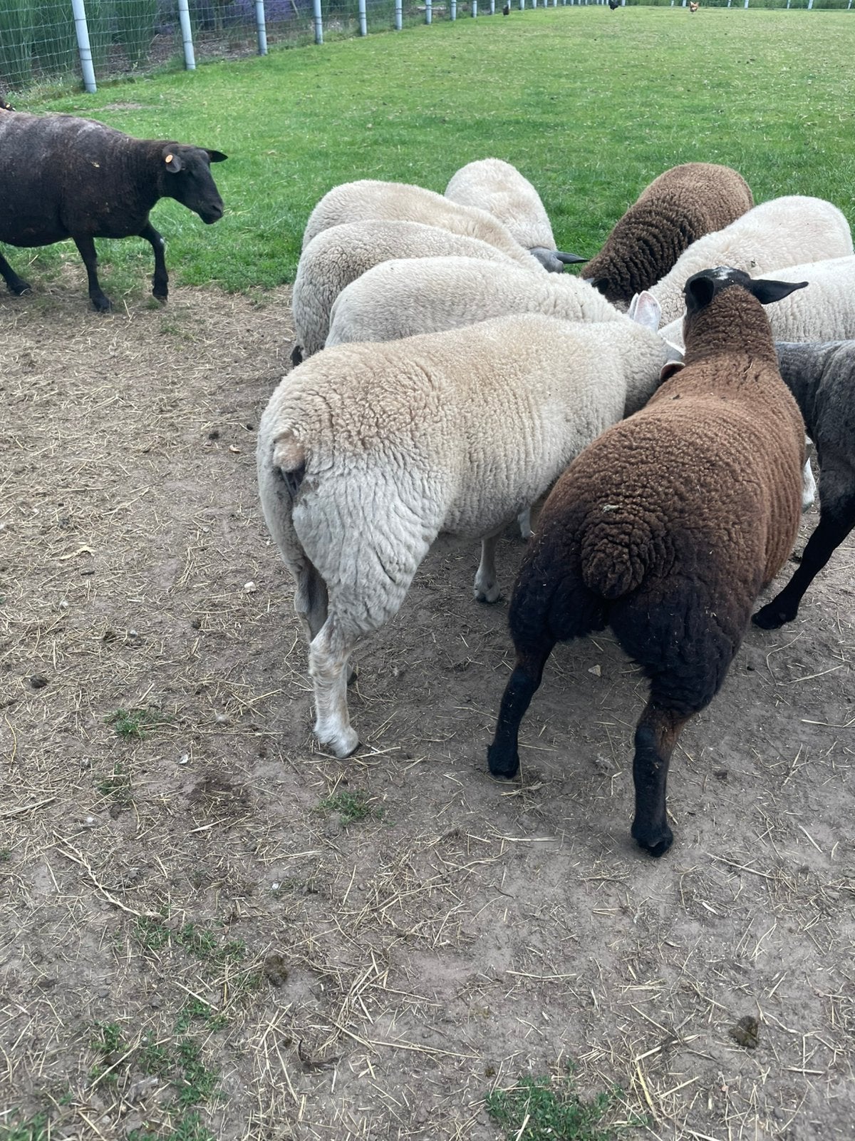 Schapen