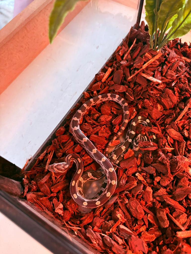 1 ballpython, 4 korenslangen, Slang, Tam