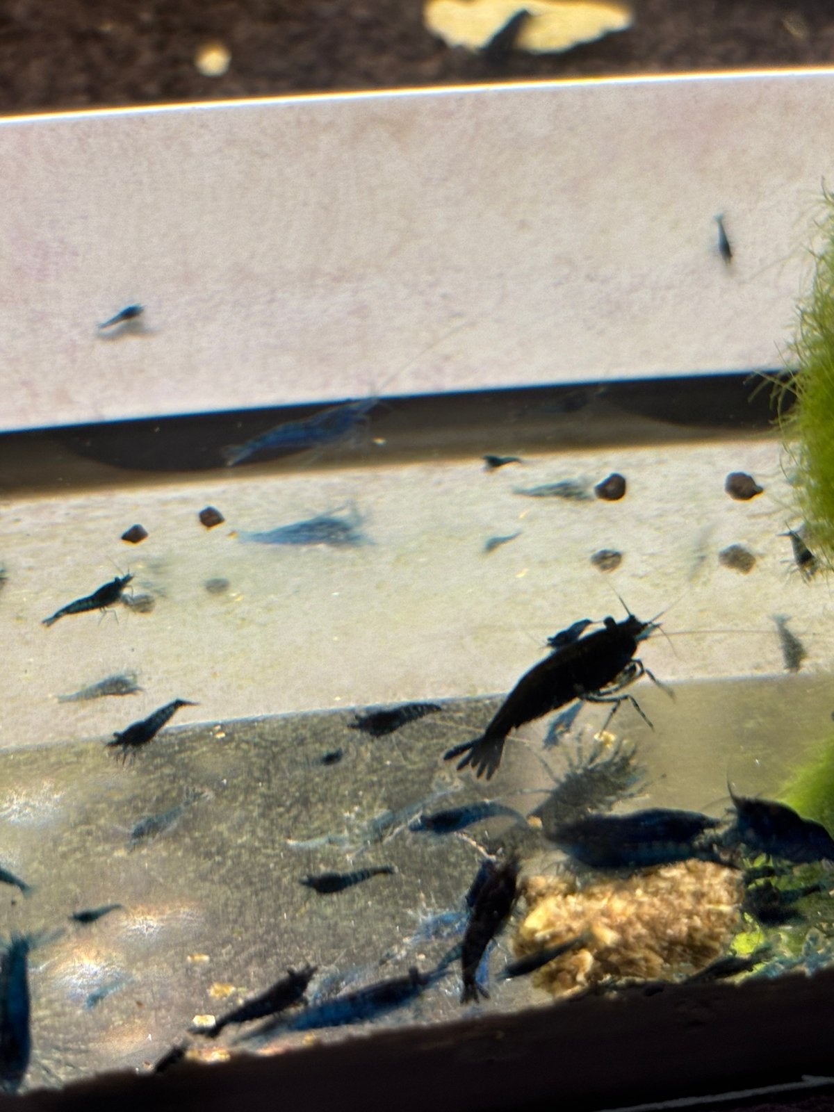 Neo caridina blue dream uit eigen kweek, Dieren en Toebehoren, Vissen | Aquariumvissen