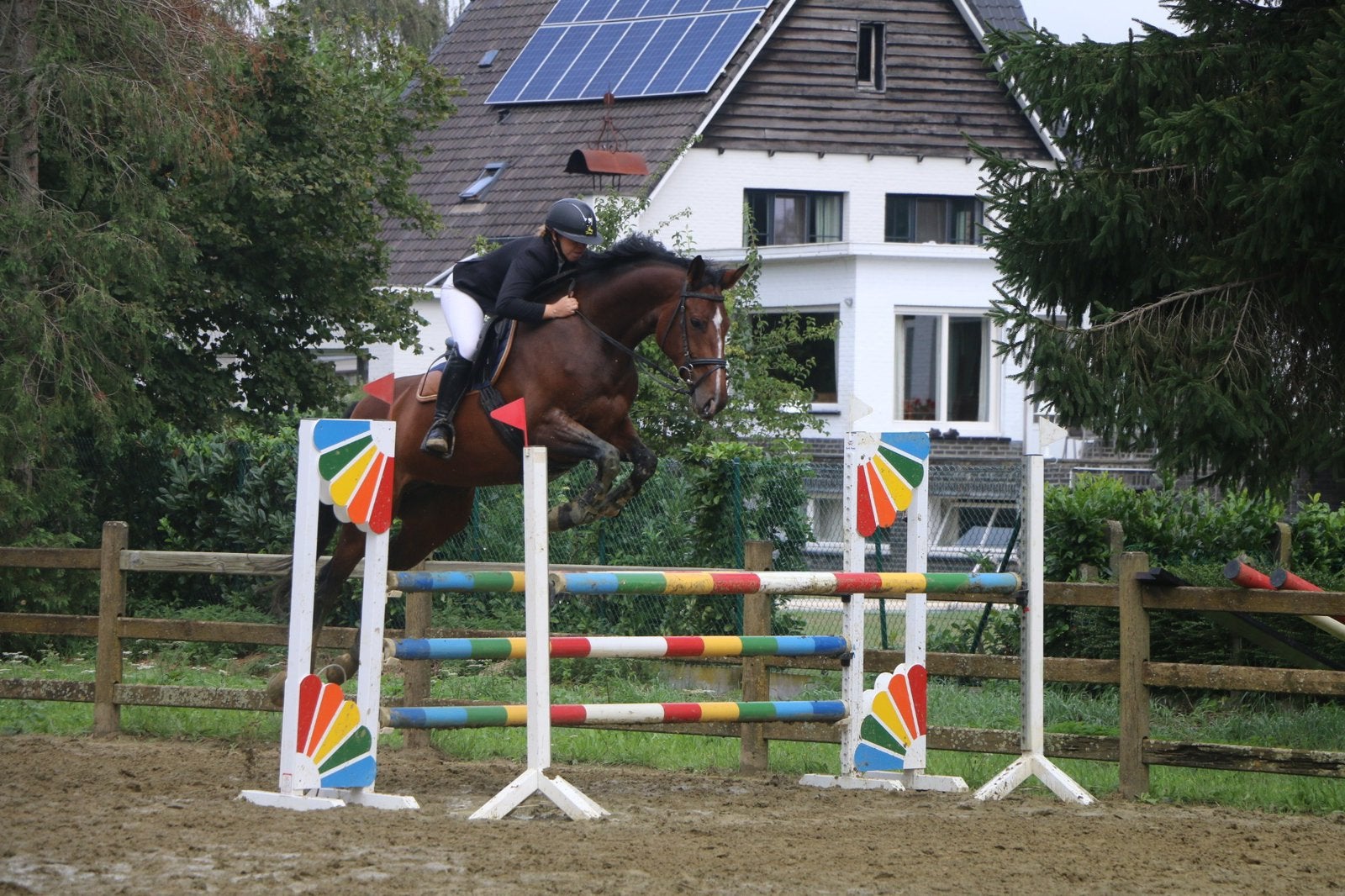 C’est Moi Z-14jarige Zangersheide-merrie met sterke stamboom, Dieren en Toebehoren, Paarden, Merrie, Springpaard, M, Met stamboom