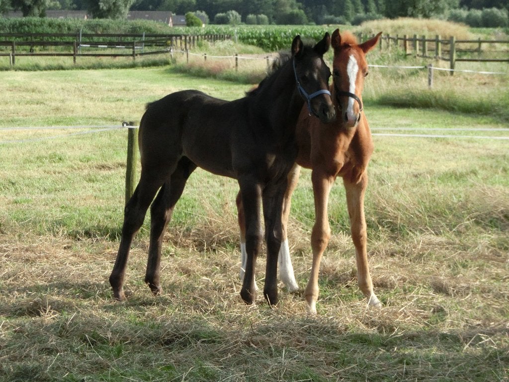 ZWART en VOS  HENGSTVEULEN, Dieren en Toebehoren, Paarden, Hengst, Dressuurpaard, Met stamboom, 0 tot 2 jaar