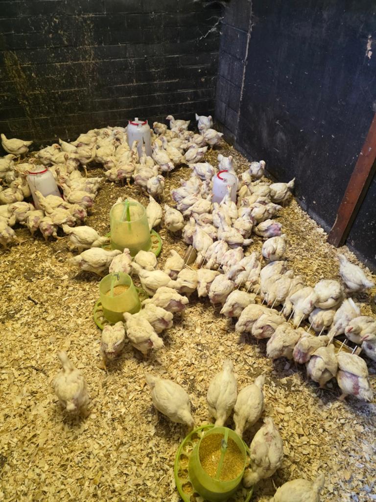 Ross 308 vetkip 4 weken, Dieren en Toebehoren, Pluimvee