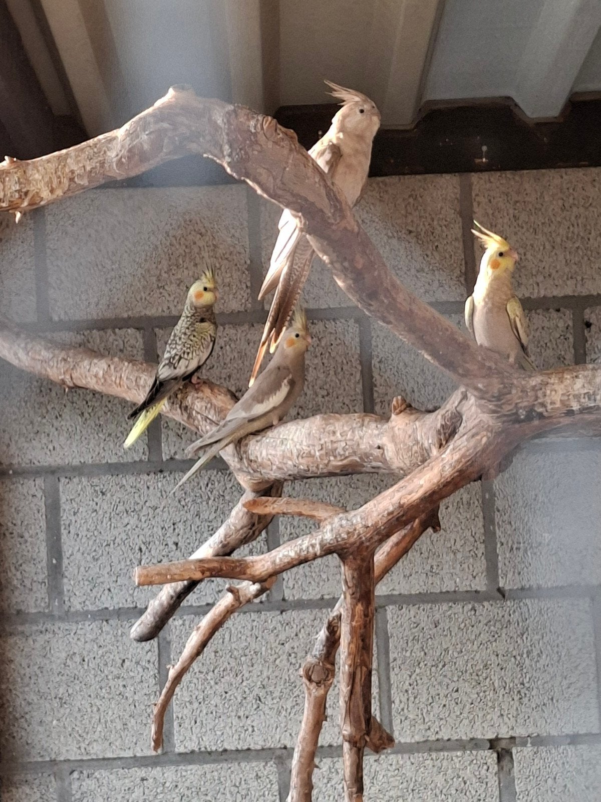 Valkparkieten uit buitenvoliere, Dieren en Toebehoren, Vogels | Kanaries