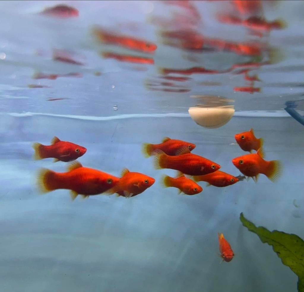 Red Platy, Animaux & Accessoires, Enlèvement