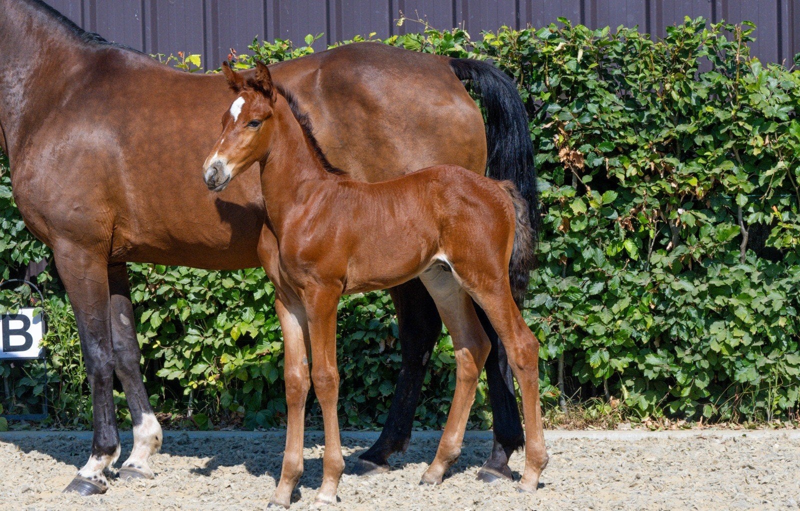 hengstenveulen Omano BC x For Pleasure, Dieren en Toebehoren, Hengst, Springpaard, 0 tot 2 jaar