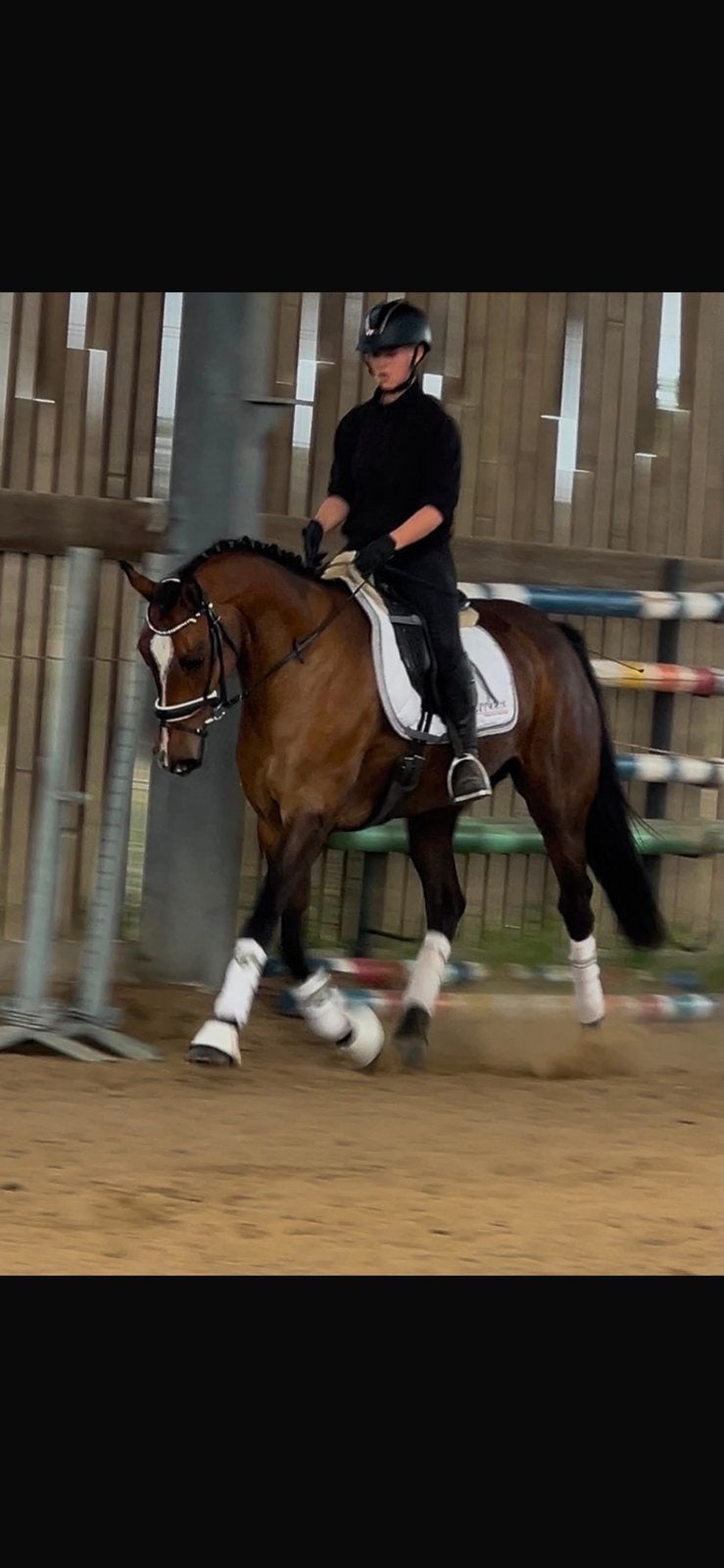 betrouwbare KWPN-merrie 16 jaar, Jument, M