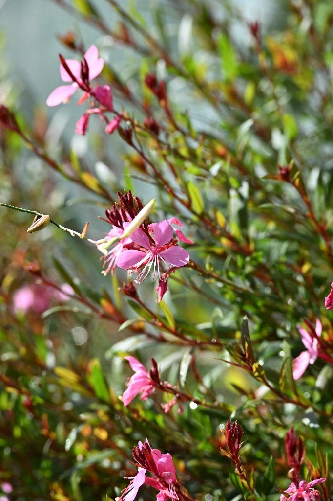 Gaura Siskiyou Pink (Prachtkaars) P9, Tuin en Terras, Ophalen, Vaste plant