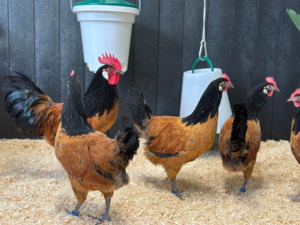 Jonge tamme Vorwerk kippen gesekst en ingeënt, Femelle, Poule ou poulet