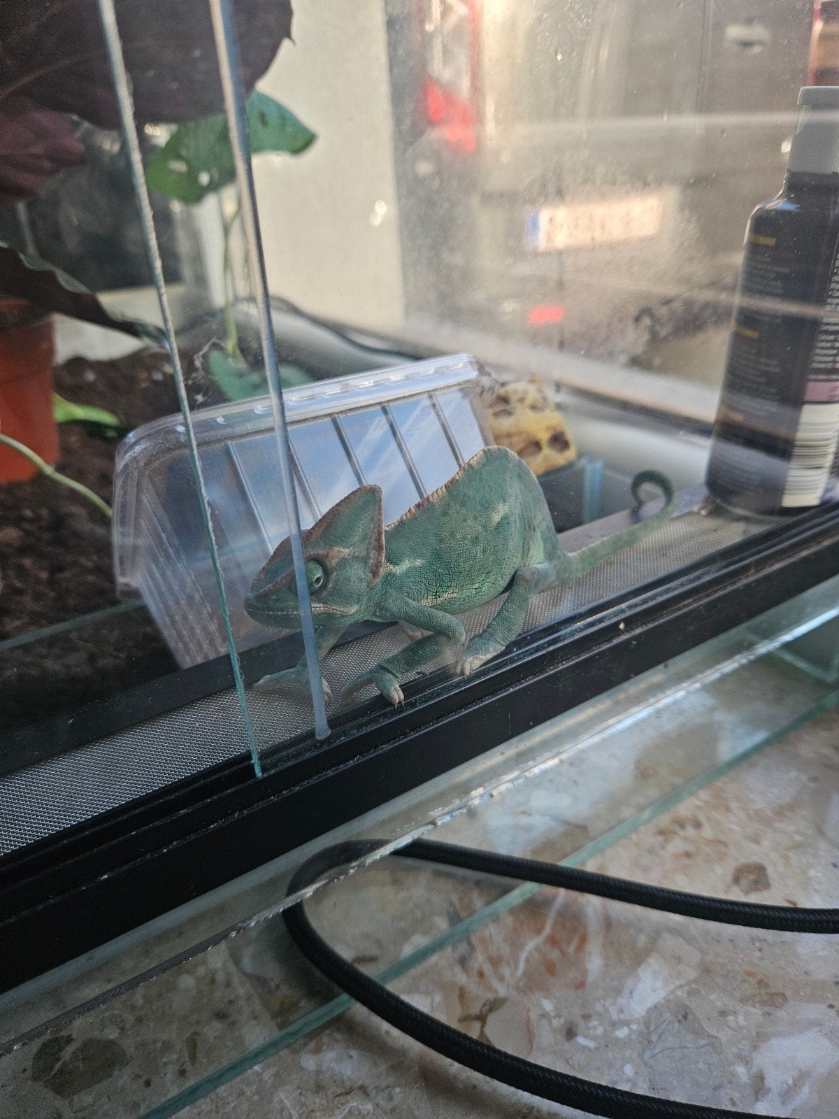 Kameleon, Ophalen
