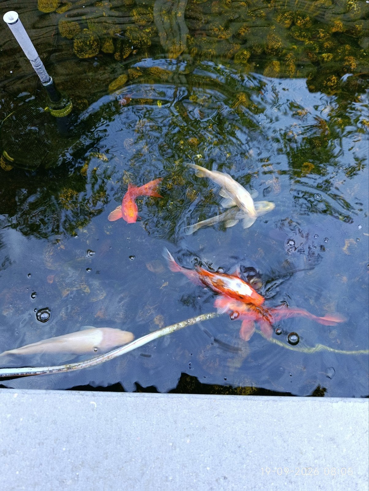 koi vissen te koop