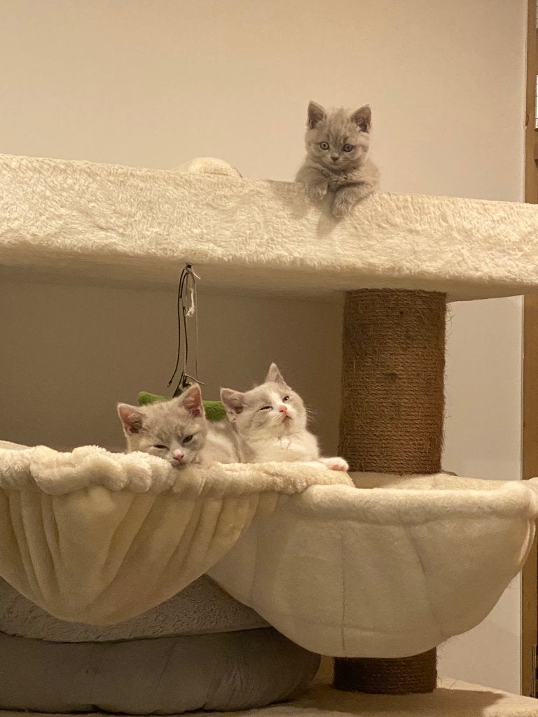 Britse korthaar, Kater, Met stamboom, 0 tot 2 jaar