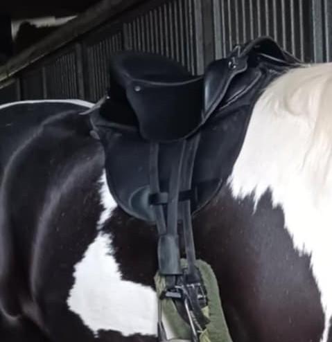 Quevis ghost zadel, Dieren en Toebehoren, Ophalen