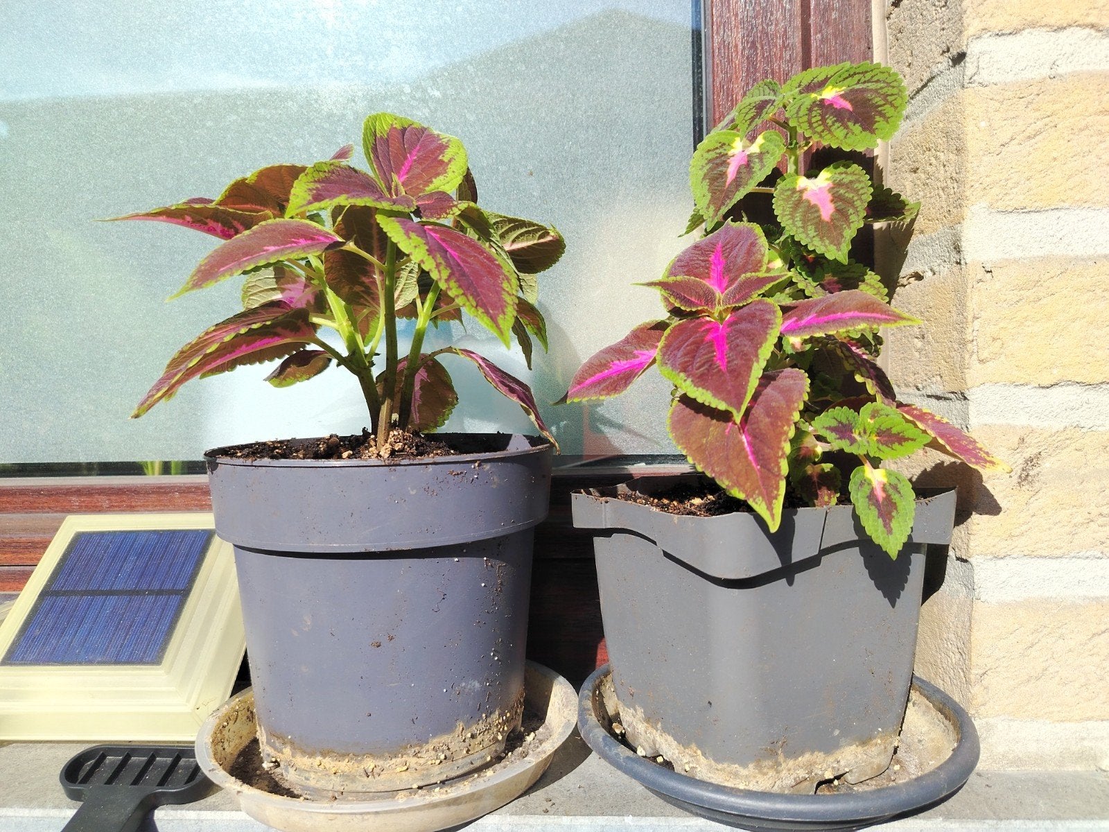 Plantes - boutures _ jeunes Coleus en pot., Enlèvement ou Envoi, Mi-ombre