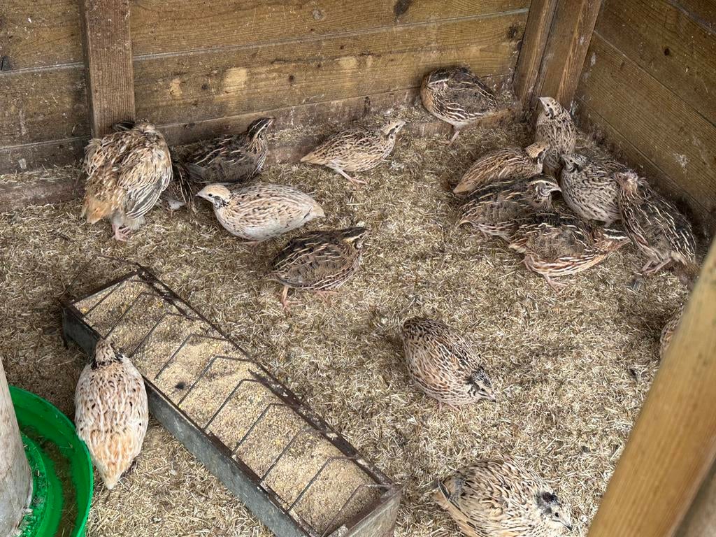 Japanse kwartels : hennen en hanen, Dieren en Toebehoren, Pluimvee