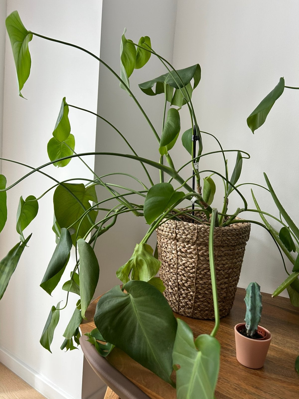 Monstera, Ophalen
