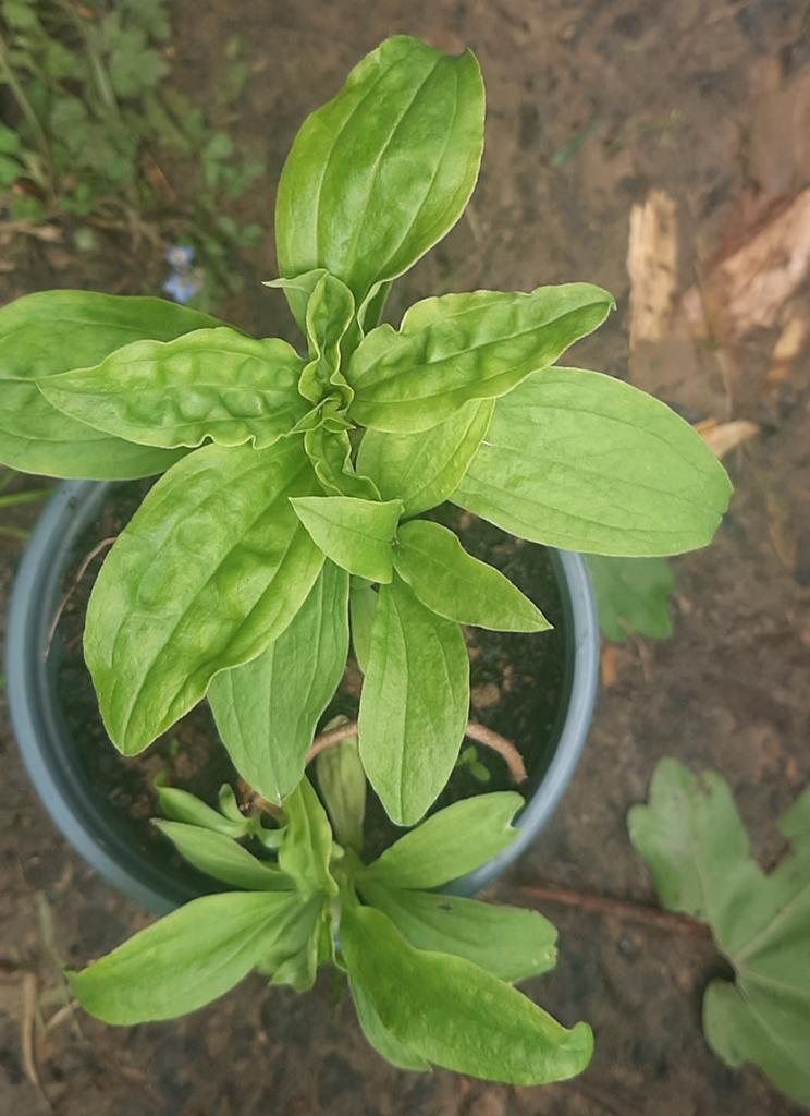 Saponaire officinale (Saponaria officinalis), Enlèvement ou Envoi