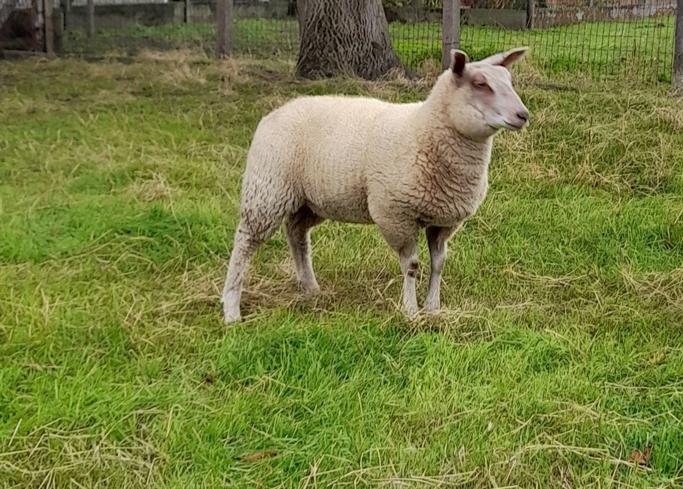 Ooilam geboren 07/05/2026, Animaux & Accessoires, Femelle, Mouton, 0 à 2 ans