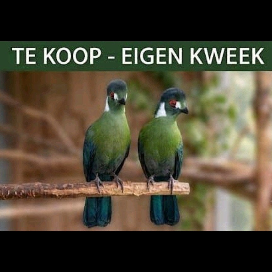 witwang toerako 2026 man, Dieren en Toebehoren, Mannelijk, Geringd