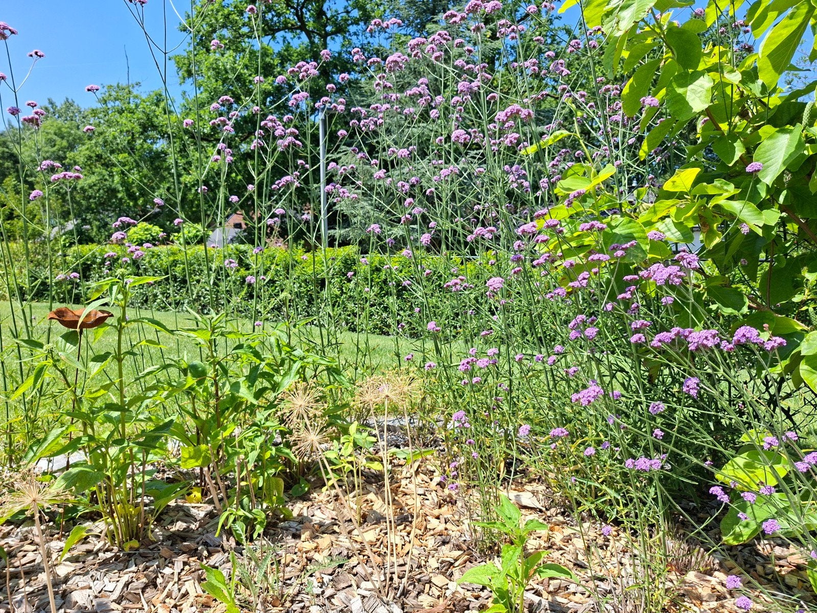 Verbena Bonariensis Lollipop, Enlèvement