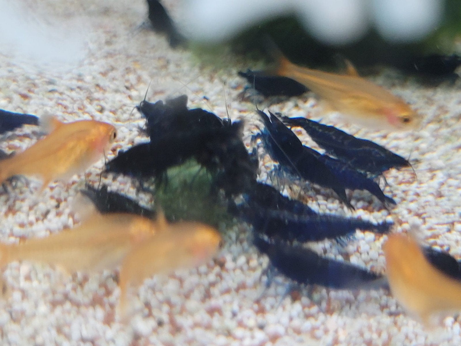 Hobbyaquarium  Blue Sapphire high grade garnalen, Kreeft, Krab of Garnaal, Zoetwatervis, Schoolvis