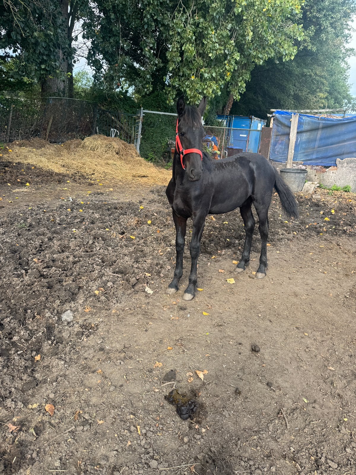 Braaf goed bewegend Fries hengstveulen, Met stamboom, Niet van toepassing, Dressuurpaard, 0 tot 2 jaar