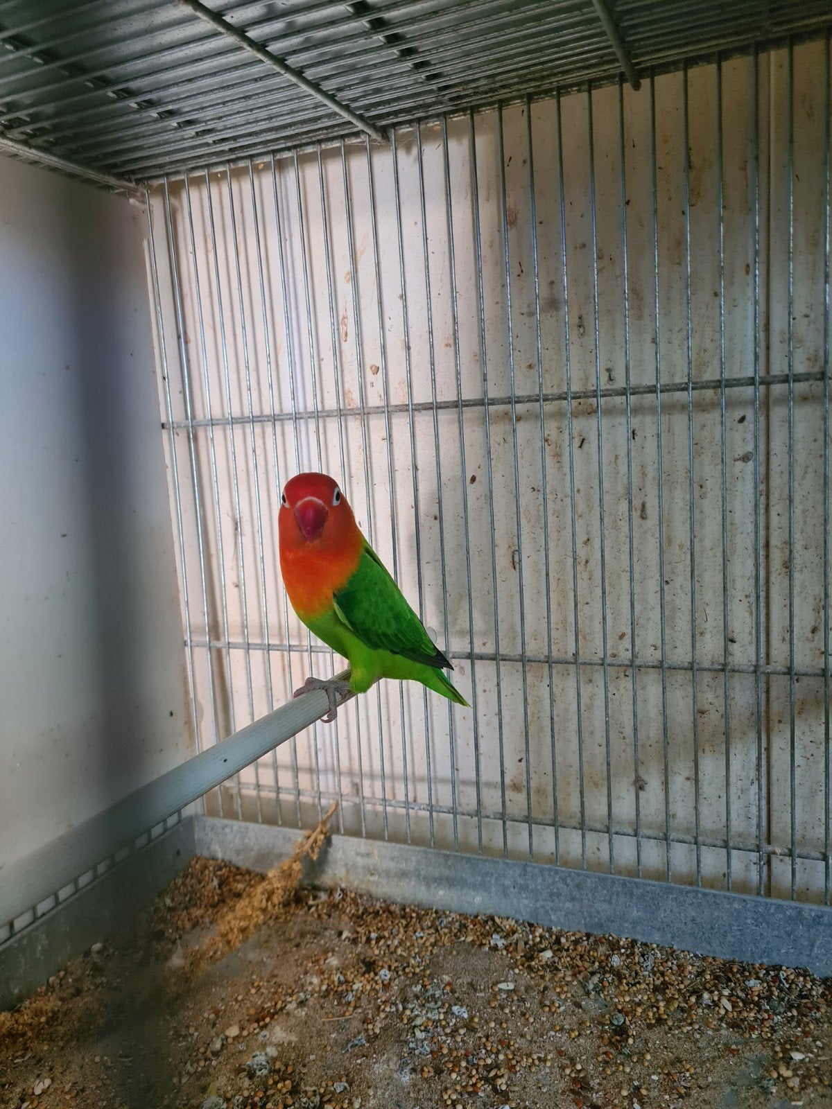 agapornis ficheur, Animaux & Accessoires