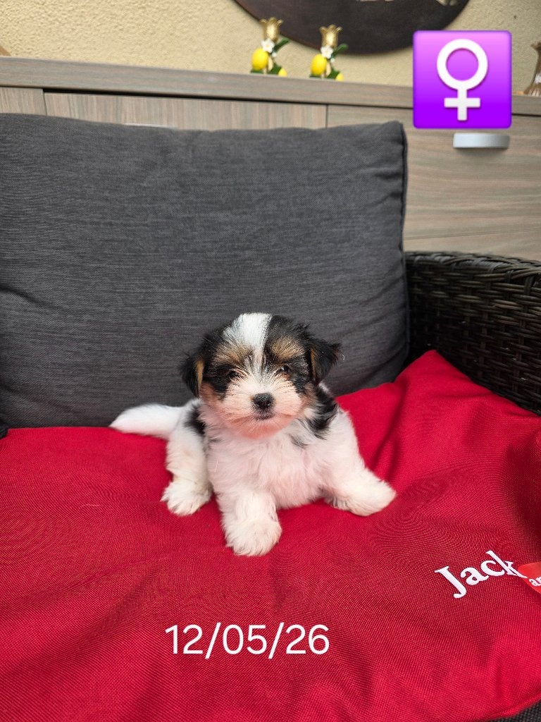 biewer yorkshire pups, Animaux & Accessoires, Chiens | Jack Russell & Terriers, Plusieurs animaux, Yorkshire Terrier, Éleveur | Professionnel