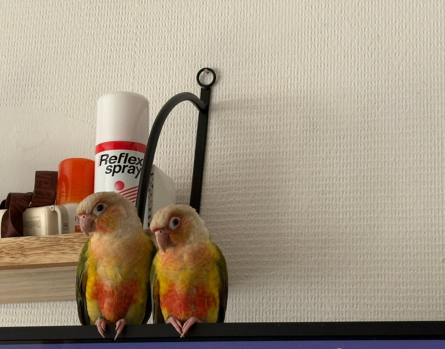 2 conure ananas eam 6 mois perroquet, Antiek en Kunst, Antiek | Email, Ophalen of Verzenden
