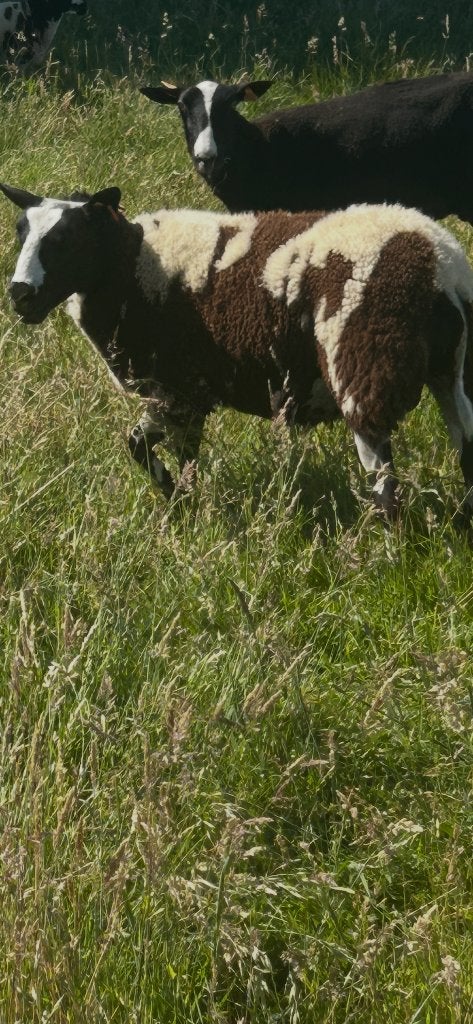 Baggerbonte ooi, Femelle, Mouton, 0 à 2 ans