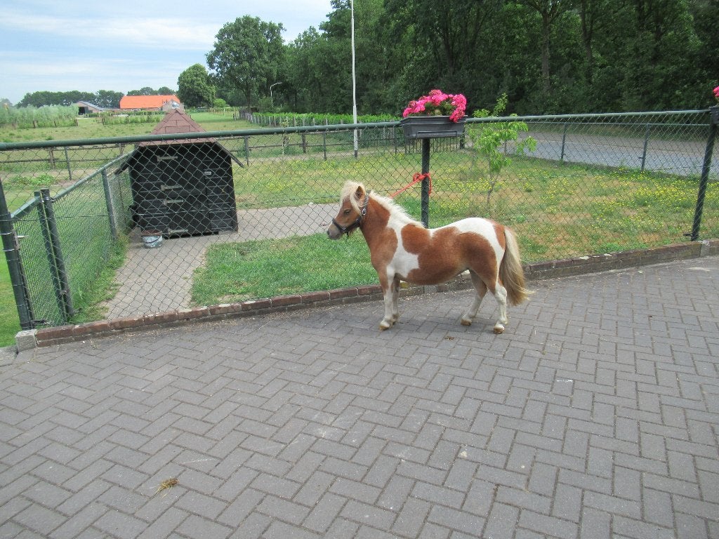 mini schetland merrie Mirthe, Jument, Vermifugé, 0 à 2 ans