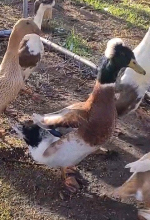 Kuifeend woerd, Dieren en Toebehoren, Pluimvee, Mannelijk, Eend