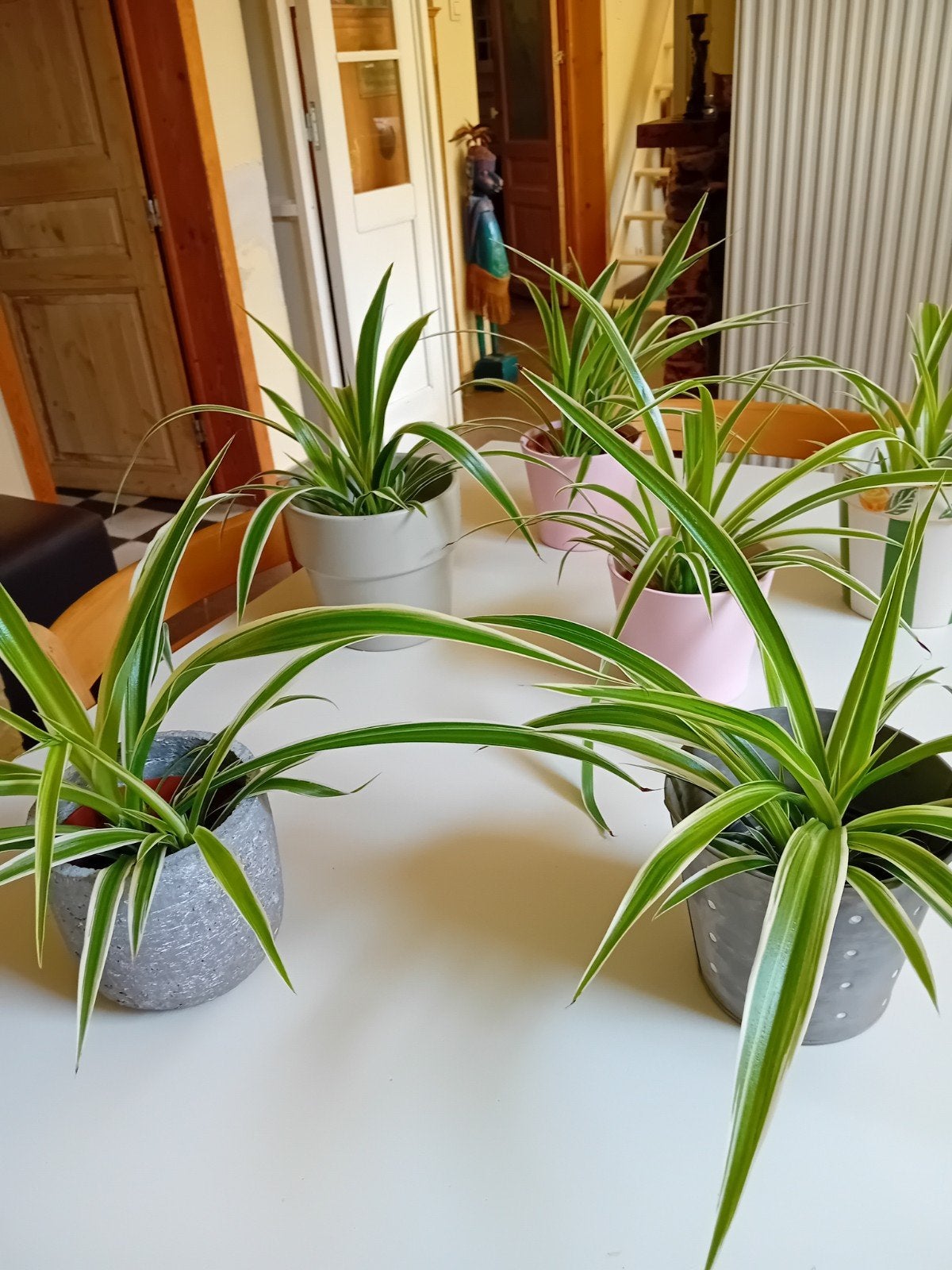 Mooie, gezonde plantjes., Enlèvement