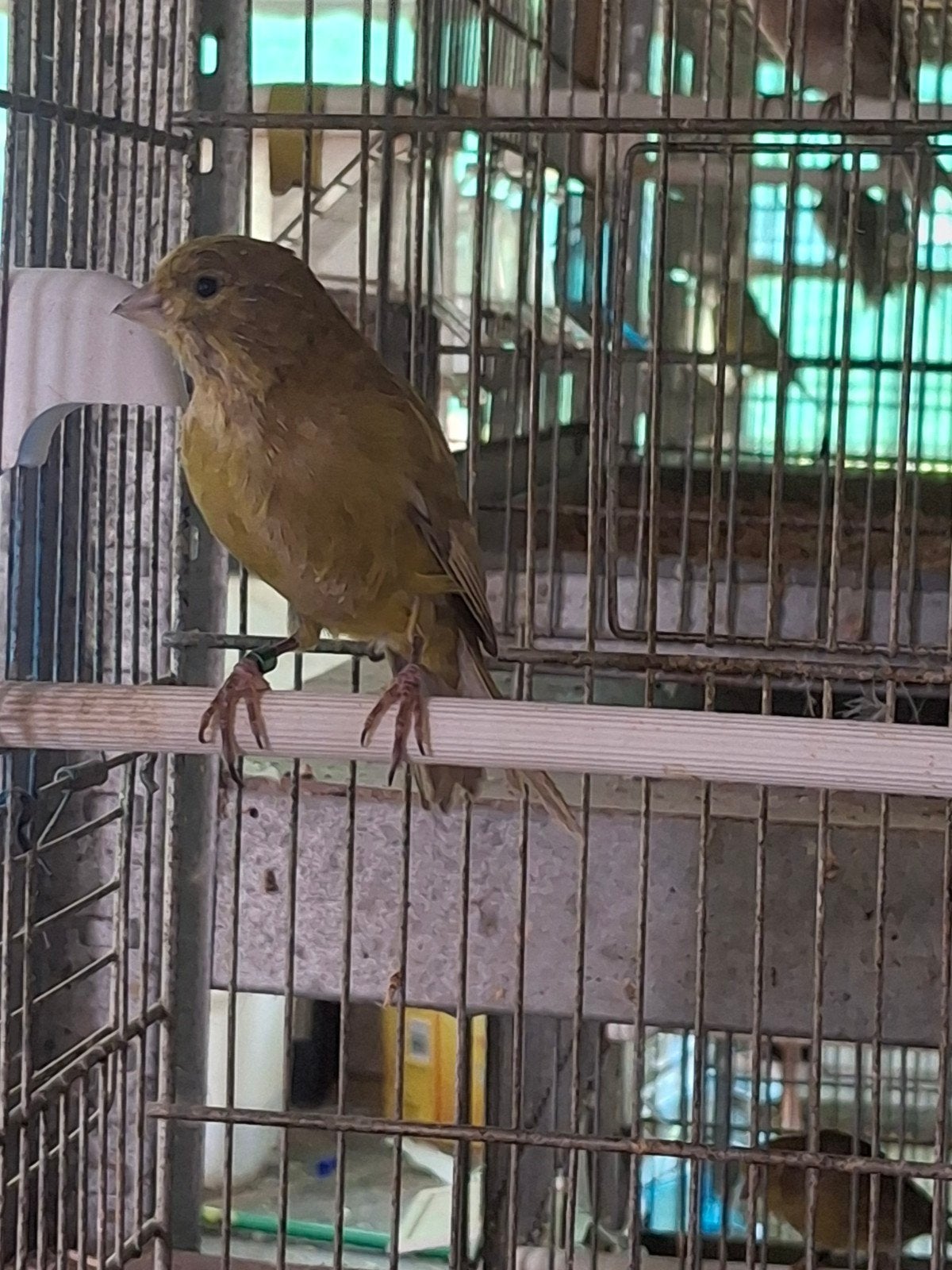 mooi onverwant koppel grijsvleugels te koop, Dieren en Toebehoren, Vogels | Kanaries, Meerdere dieren, Kleurkanarie