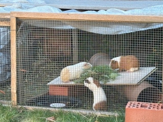 CAVIA BEERTJES - GRATIS, Dieren en Toebehoren, Januari, Mannelijk, Cavia