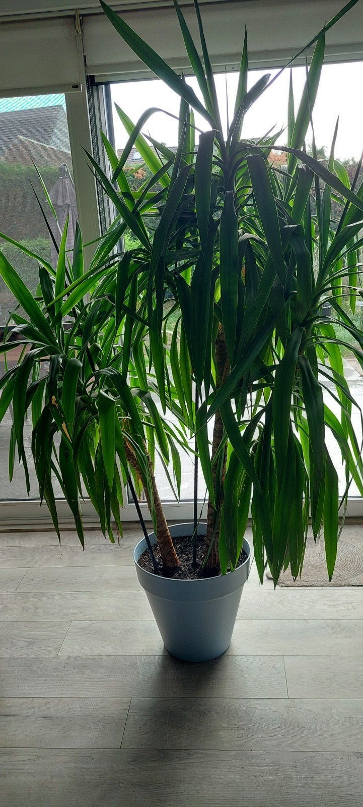Mooie plant, Overige soorten, Vaste plant, Ophalen of Verzenden, Bloeit niet
