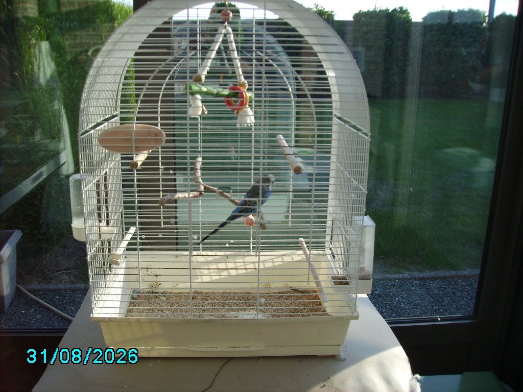 VOGELS, Dieren en Toebehoren, Mannelijk, Parkiet