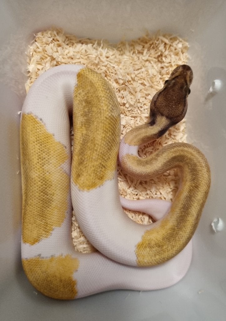 0.1 mojave enchi pinstripe piebald koningspython