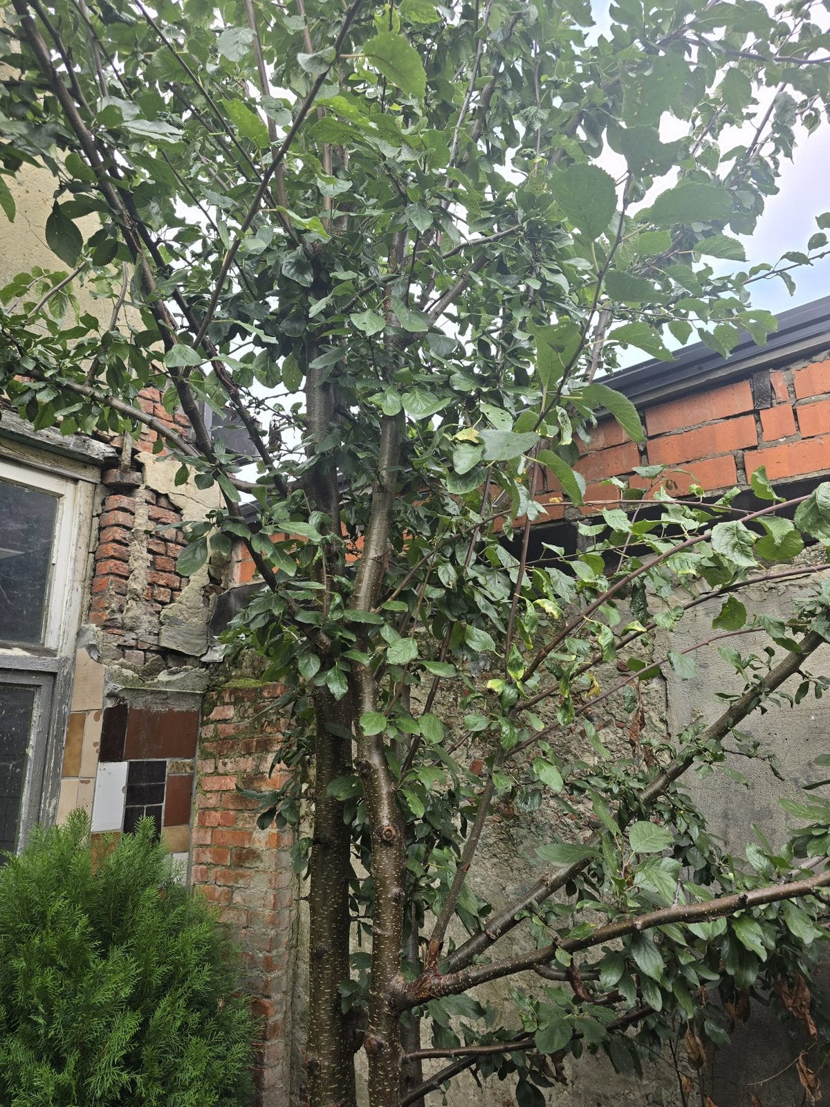 Fruitbomen, Tuin en Terras, Ophalen of Verzenden