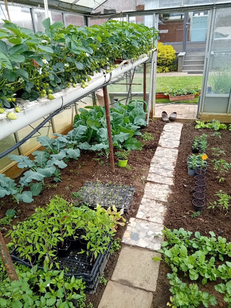 stelling voor aardbeien, Ophalen